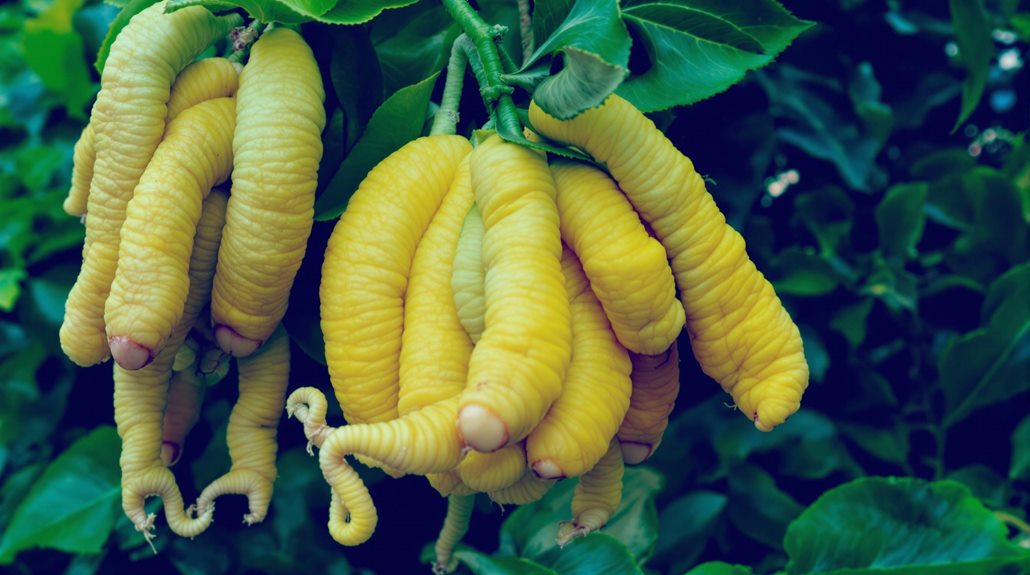 fragrant citrus fruit variety