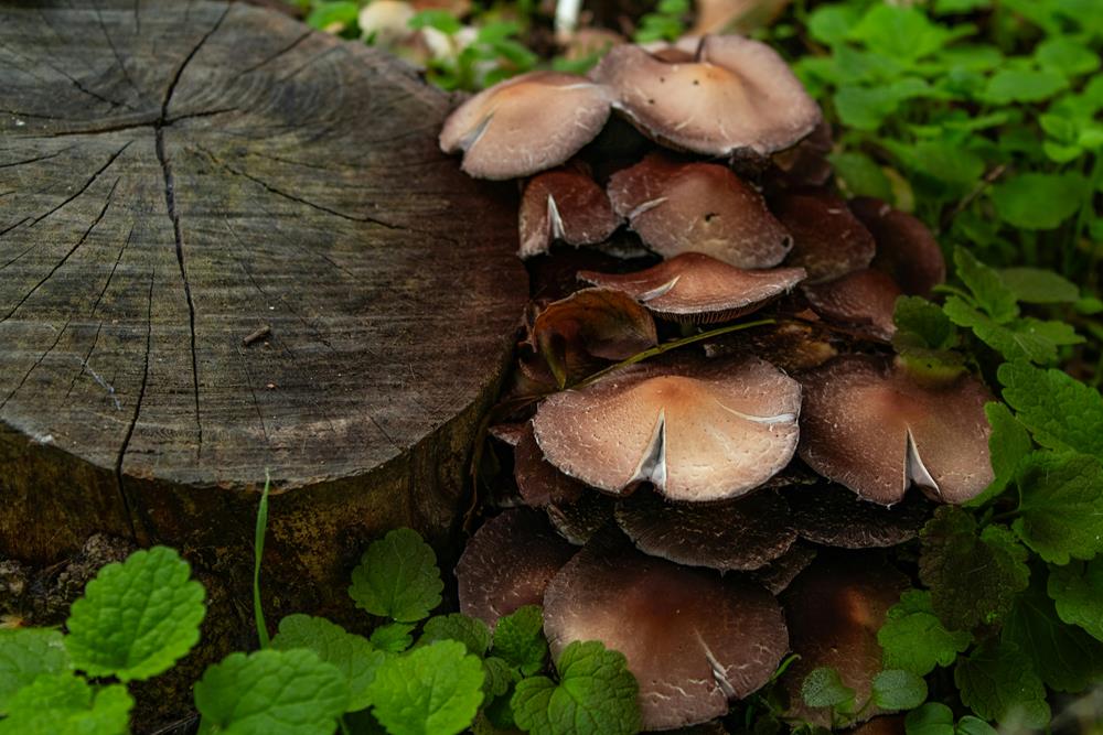 Safe Ways for Seniors to Enjoy Medicinal Mushrooms