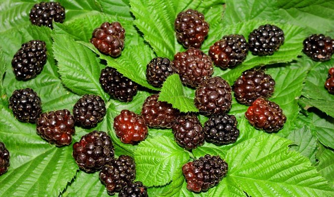 Boysenberry Health Benefits