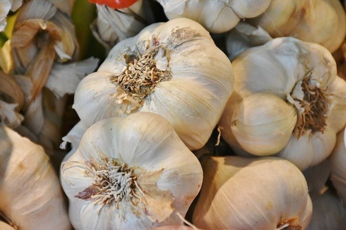 garlic-superfood