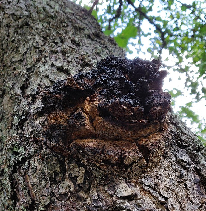 Chaga mushroom in alder tree