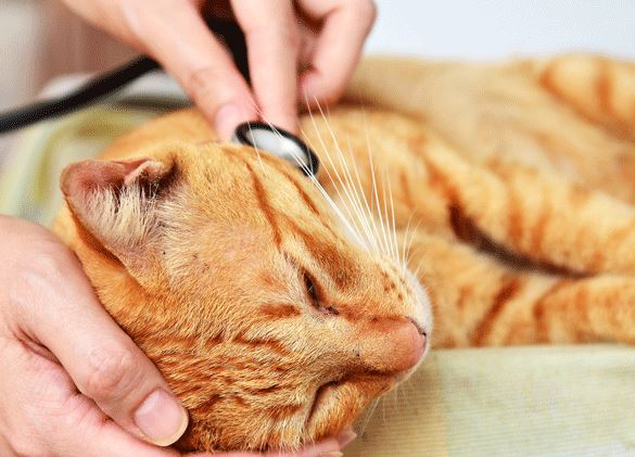 Precautions For FIV-Infected Cats
