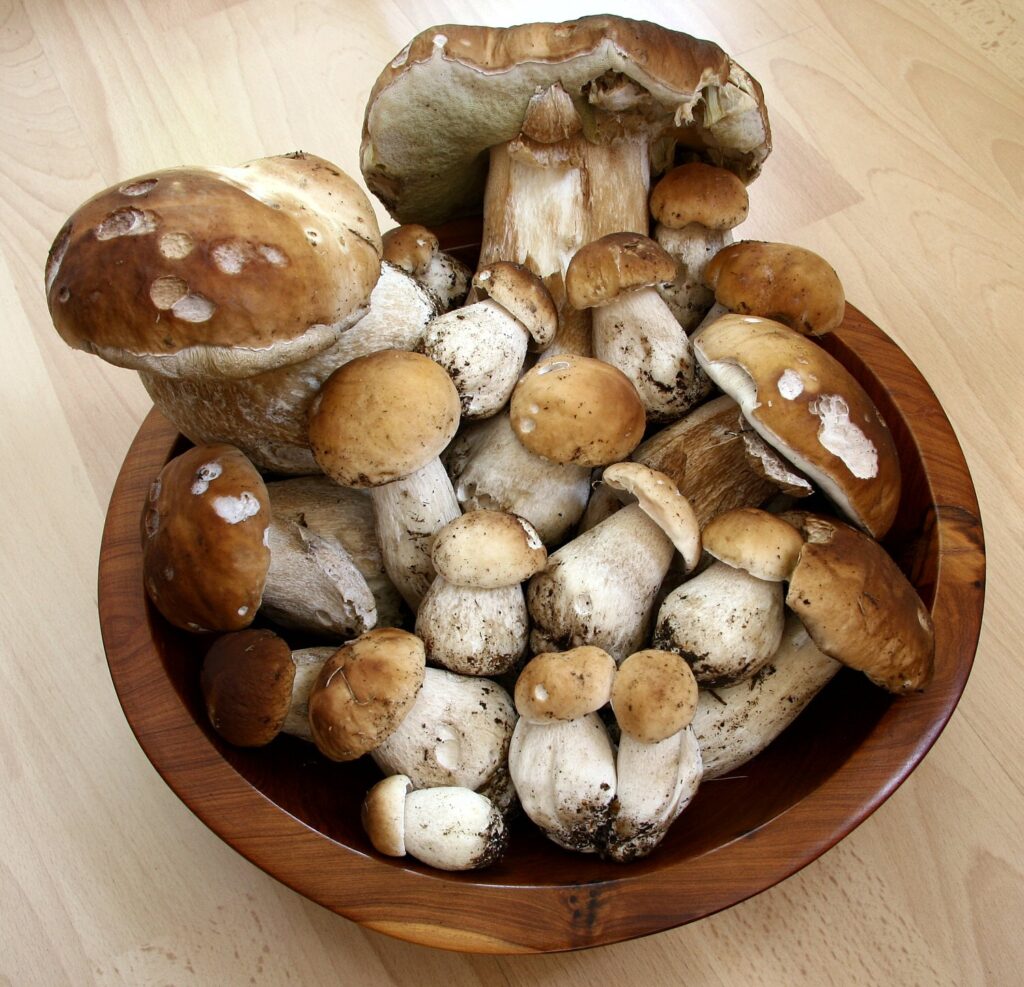 Porcini Mushrooms – Introduction and Health Benefits | Fit For The ...