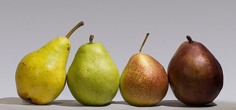 Four different varieties of pears