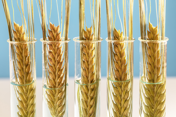 Wheat in test tubes genetically modified food concept