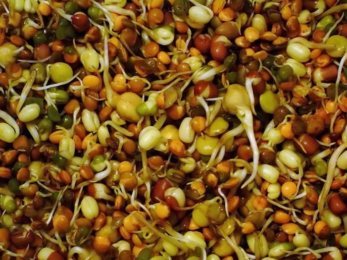 Mixed bean sprouts (shoots)