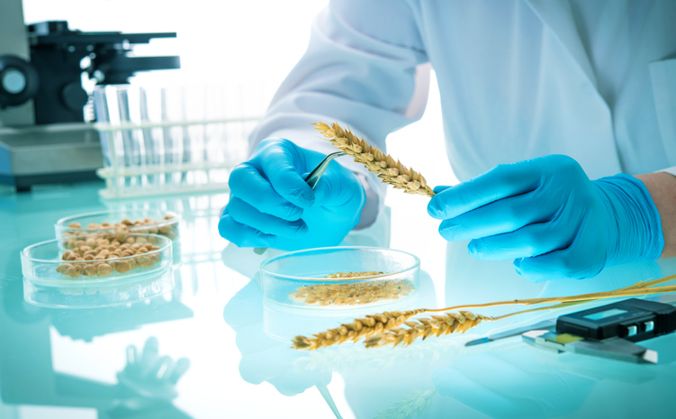 Researcher analyzing agricultural grains and legumes in the laboratory