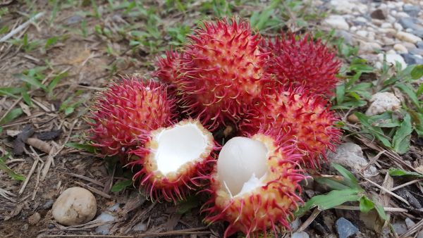 Rambutan Fruit and its Benefits