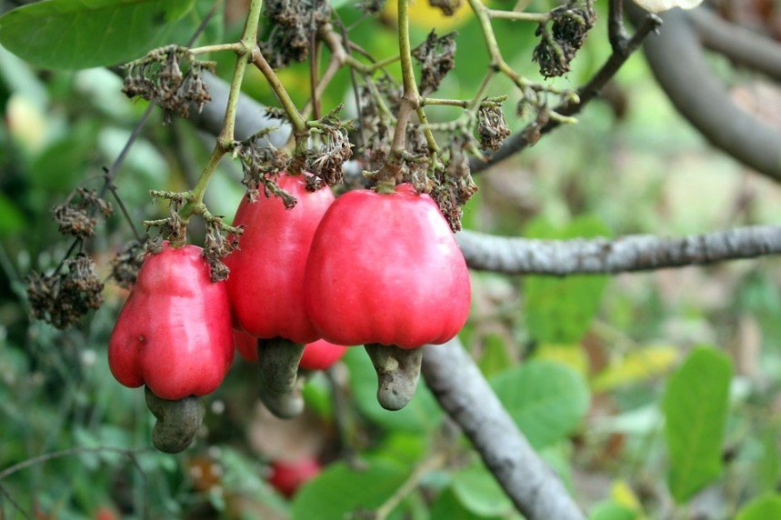 3 red cashew fruits hanging from a branch