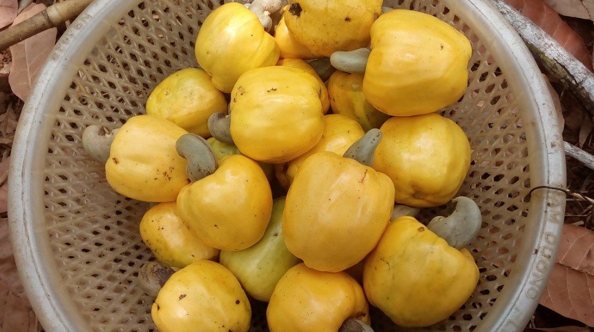 A basket containing yellow-colored cashew fruits attached with nuts