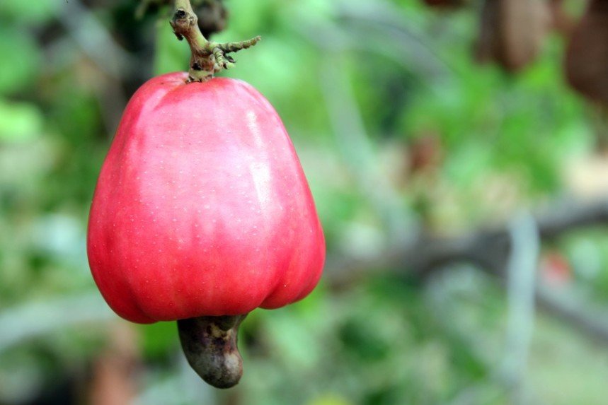 A red-colored cashew fruit