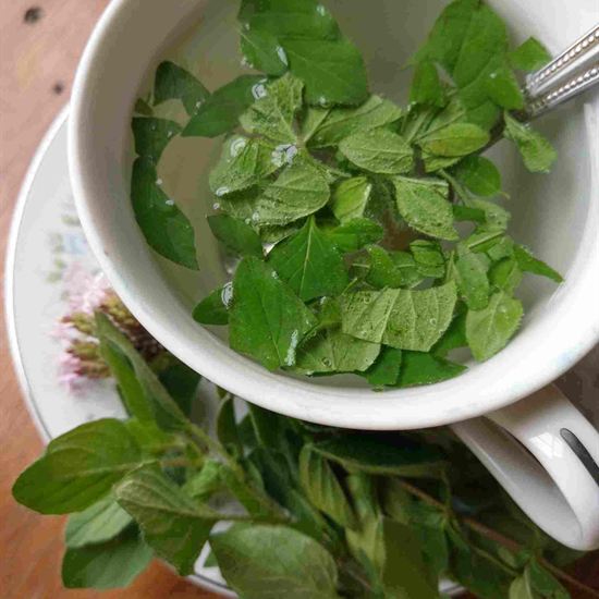 Oregano Tea Benefits and Some Healthy Tea Snacks