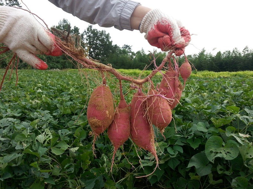 Purplish sweet potatoes pulled straight out of the soil, with a background of green leaves and trees