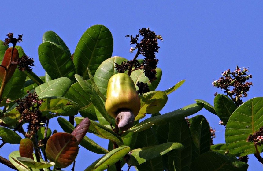 Unripe cashew fruit hanging from a branch surrounded by large leaves