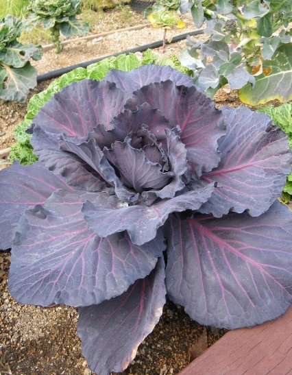 red cabbage growing in a farm