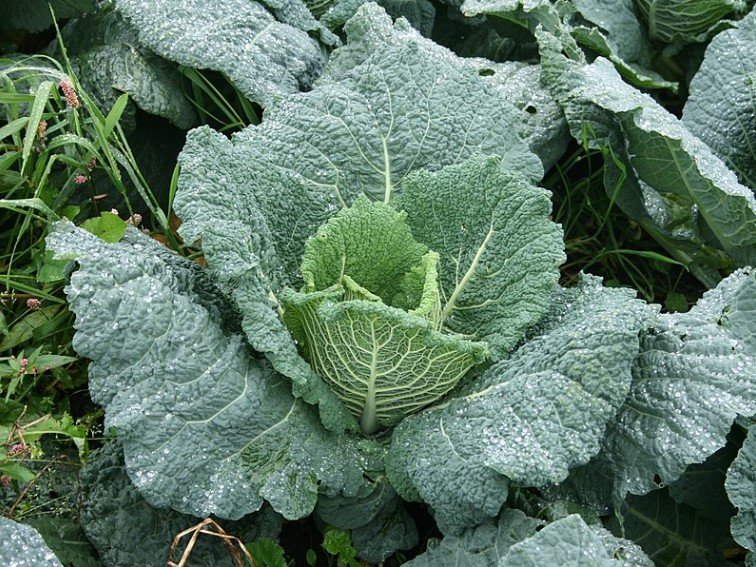 savoy cabbage grown in a farm