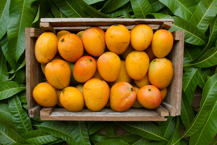 Mango harvest fresh