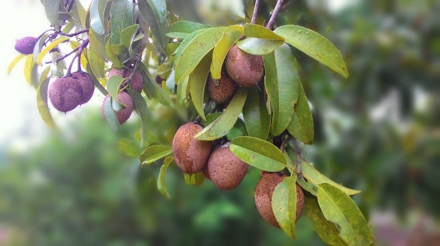 Sapodilla (Sapota) Fruit