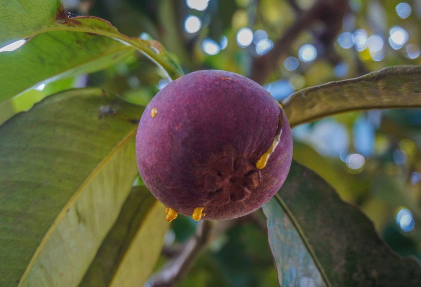 a single, ripe mangosteen hanging from a branch