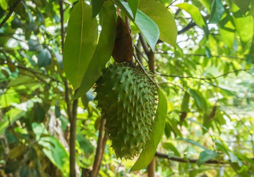 soursop fruit growing on a soursop tree