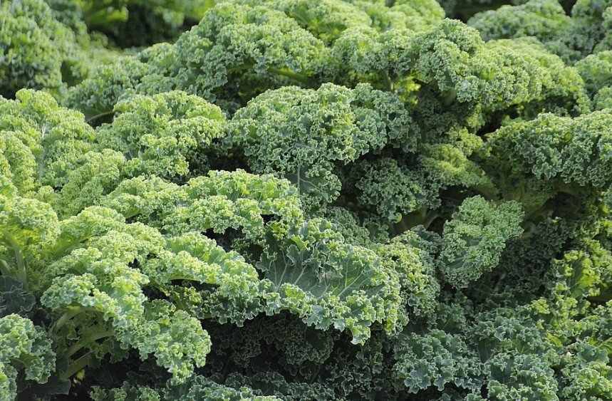 vegetable kale
