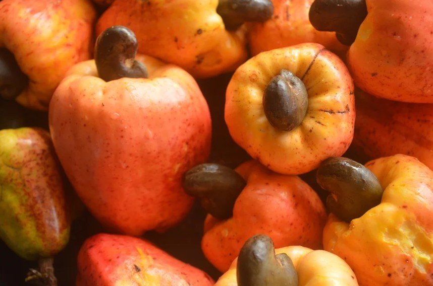 yellowish-red cashew fruits with nuts growing out of them