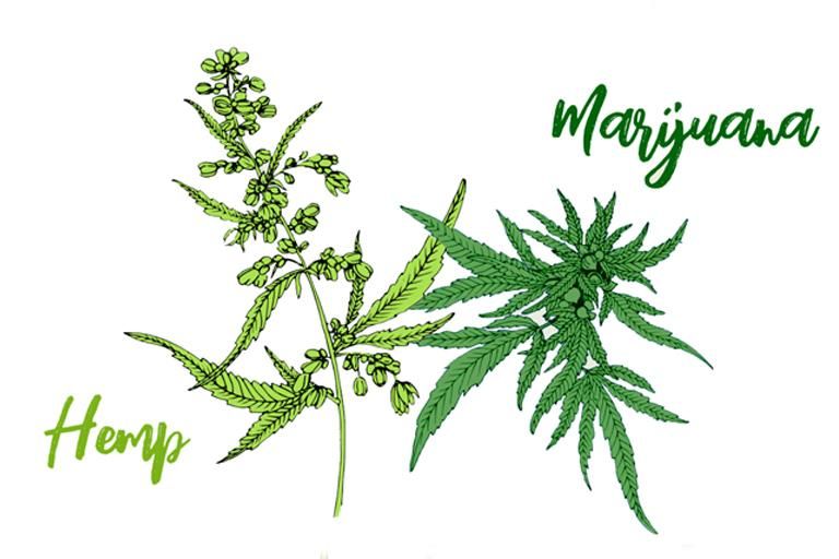 CBD oil from Hemp and Marijuana – Which is Better for Healing