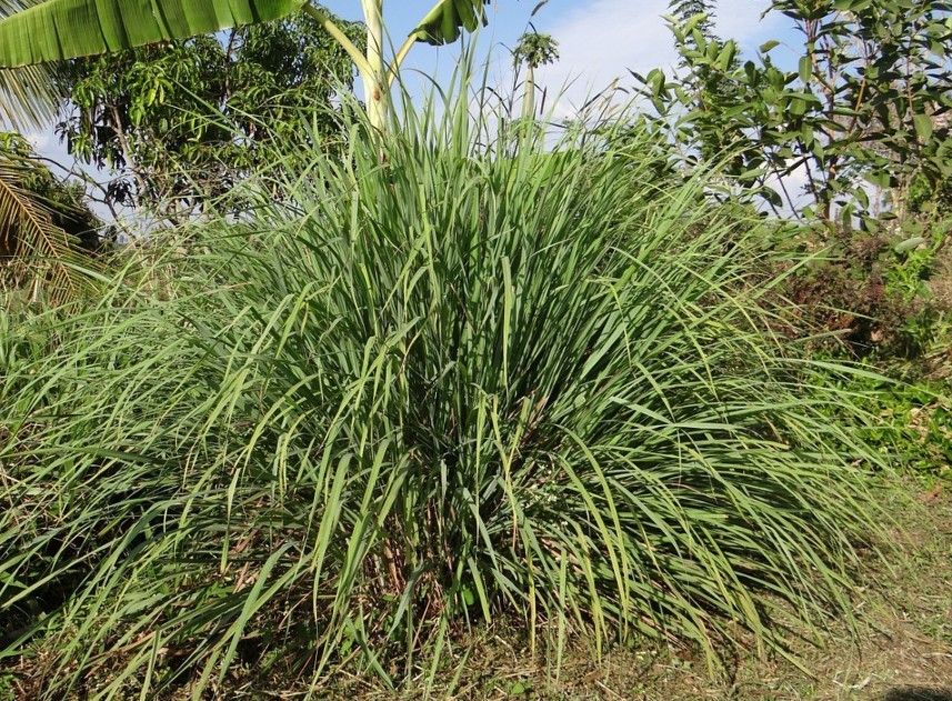 Cymbopogon grass or Citronella plant
