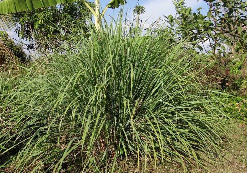 Cymbopogon lemongrass
