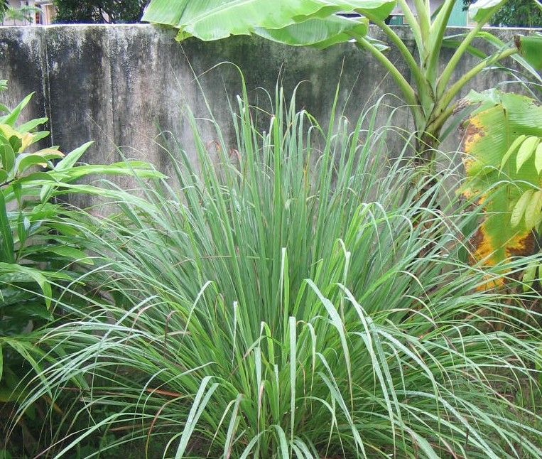East Indian Lemongrass plant