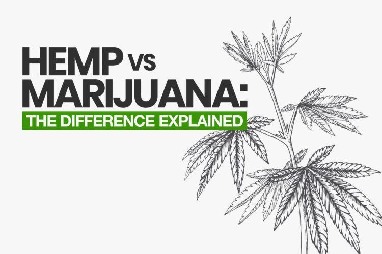 Guide on the Usage of Hemp and Marijuana