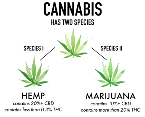 Guide on the Usage of Hemp and Marijuana