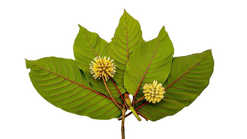 Red dragon Kratom: Everything you need to know about