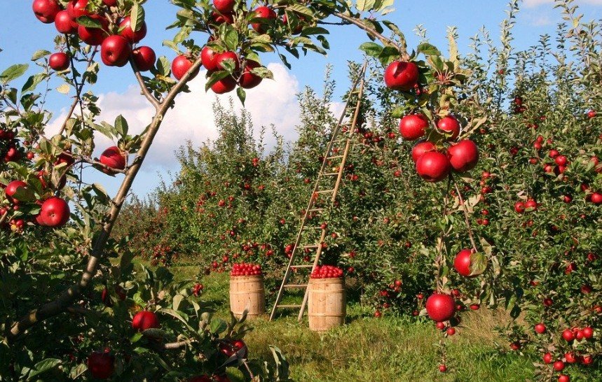 apple trees in an apple orchard