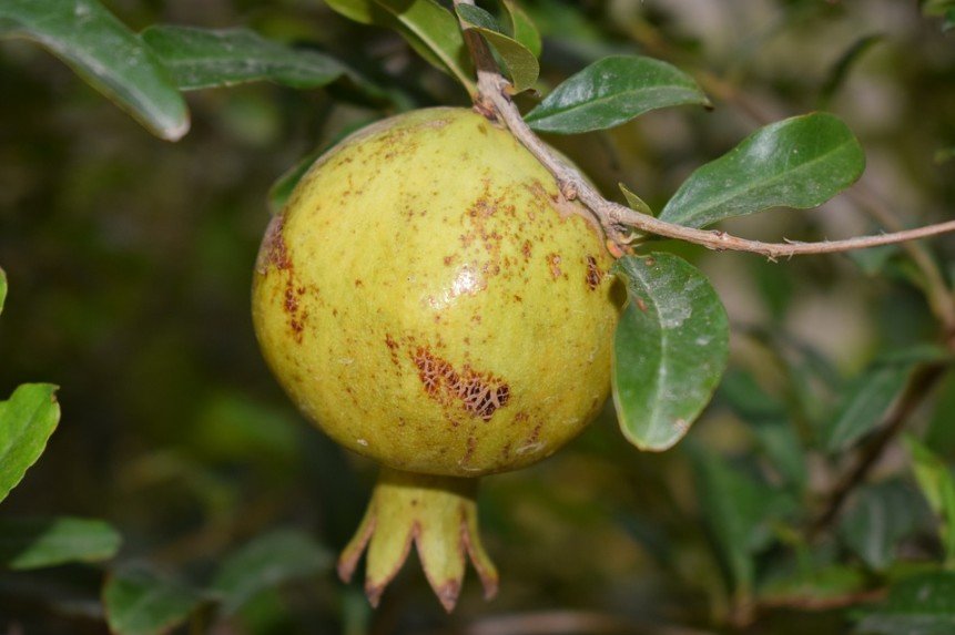 yellowish guava fruit growing on a guava tree