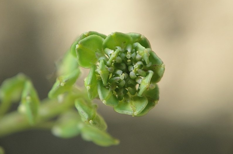 Close-up photo of maca plant