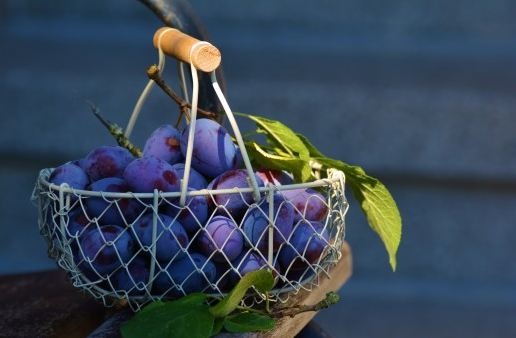 A basket of purple plums