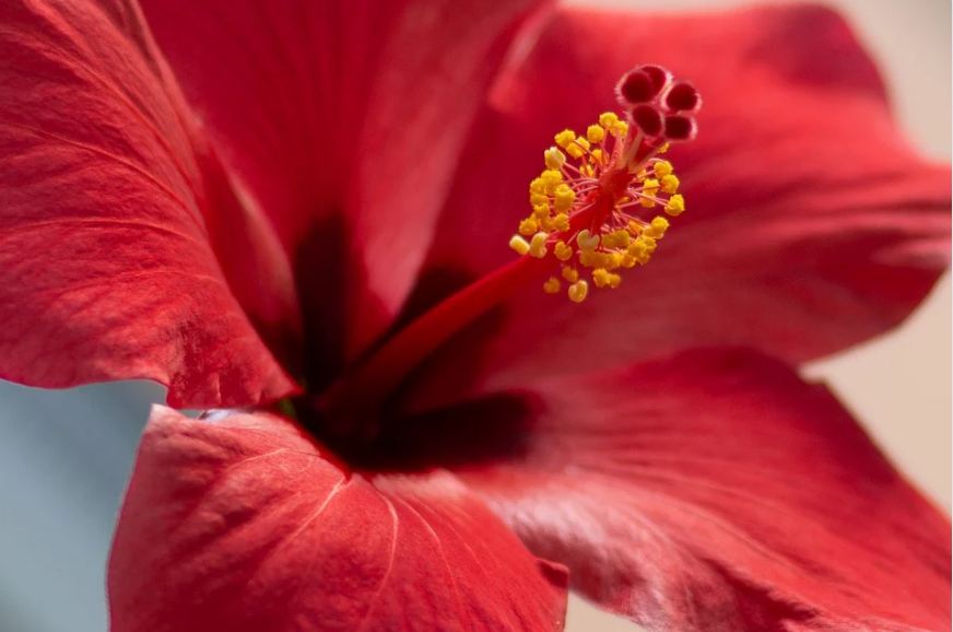 A close image of a red Hibiscus flower, showing the pistil.