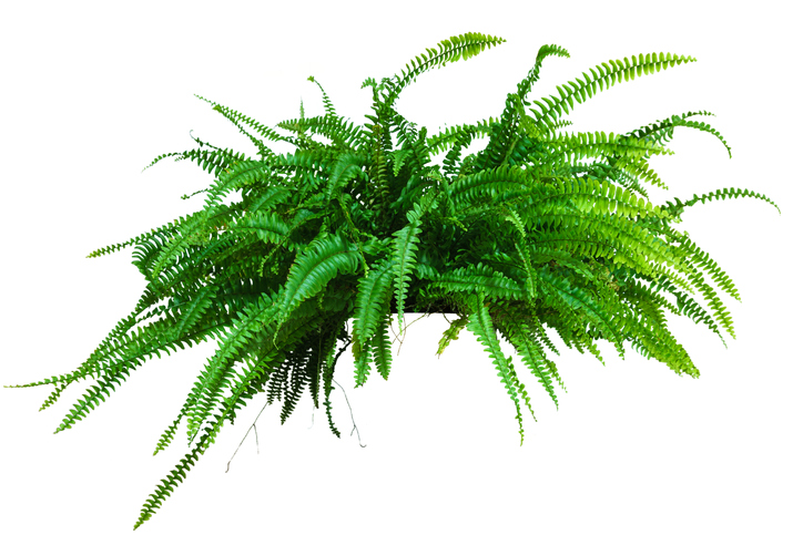 a large potted plant. Fern isolated on white background