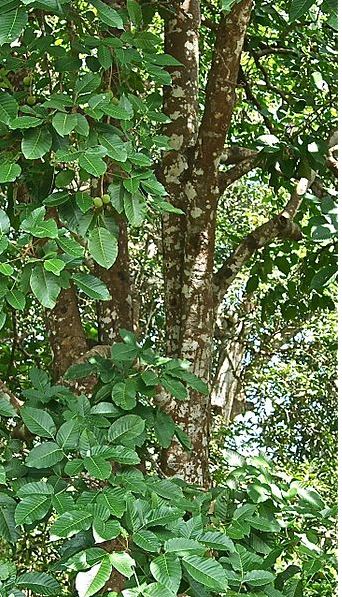 A mature santol tree located in the Philippines
