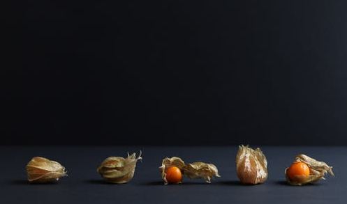 A row of physalis fruits