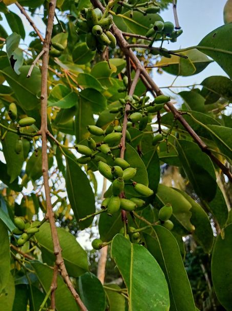 An image of a Jambolan tree with unripe fruit hanging on its branches.