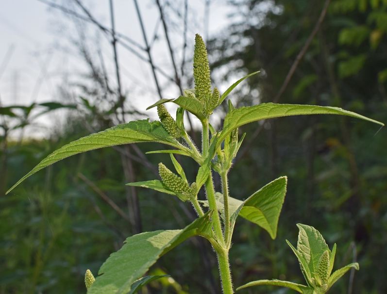An image of an amaranth plant with green leaves