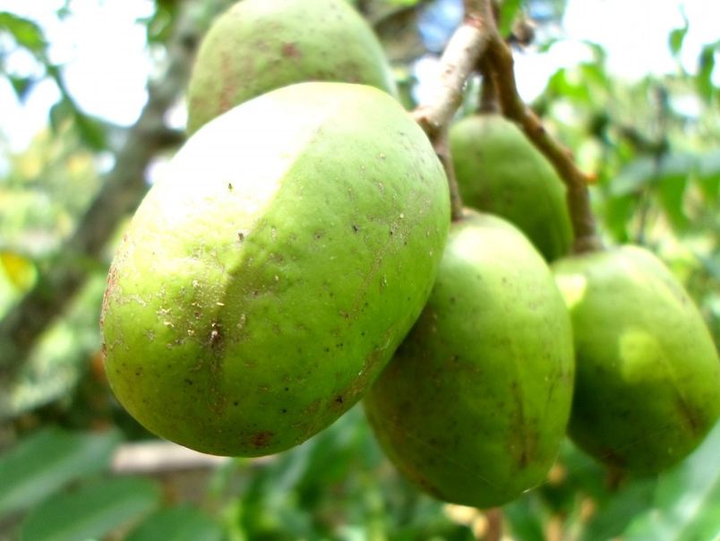 An image showing ripe ambarella fruit hanging from its tree