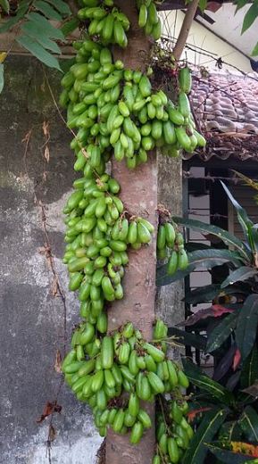 Bilimbi tree full of fruits