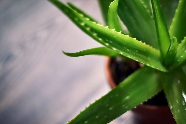 Close-up picture of an aloe vera plant pot.