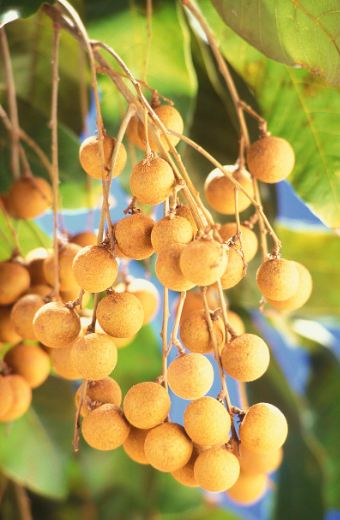 Dimocarpus_longan_fruits