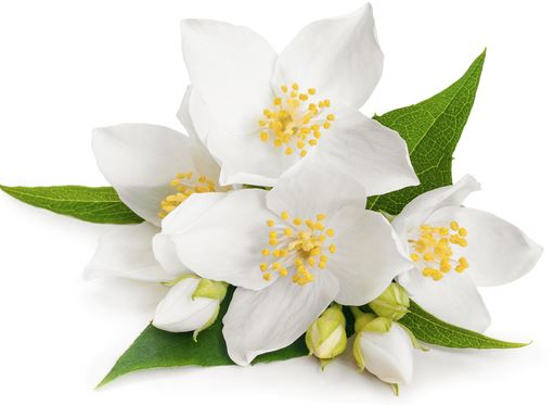 Flowering Jasmine