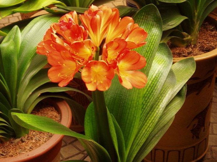 Flowers of Kaffir Lily