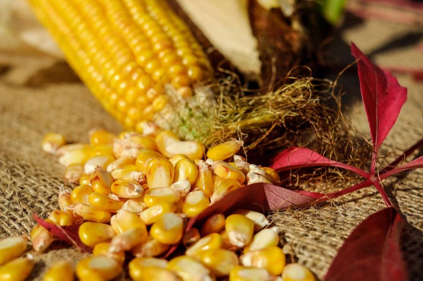 Nutritional Profile of Corn